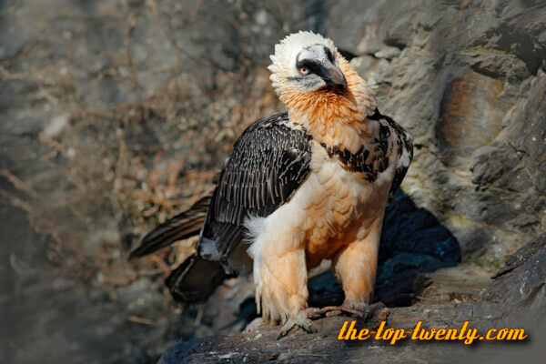 Bearded Vulture list top 20 biggest birds Bearded Vulture
